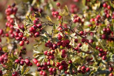 <i>Crataegus monogyna</i>