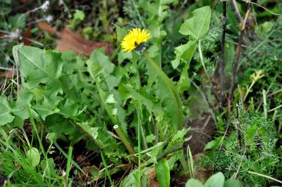 <i>Taraxacum officinale</i>