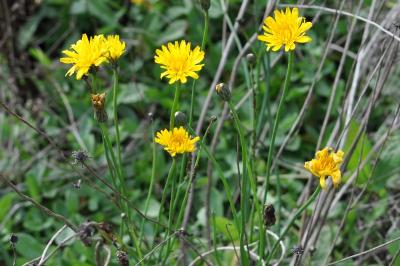 <i>Hypochaeris radicata</i>