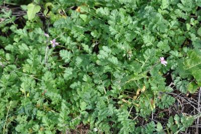 <i>Erodium cicutarium</i>