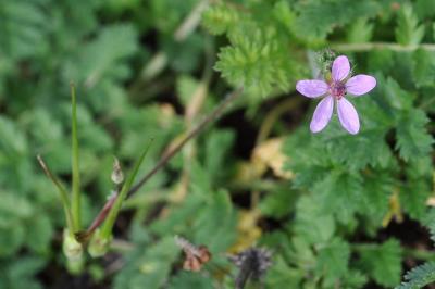 <i>Erodium cicutarium</i>