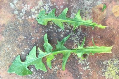 <i>Taraxacum officinale</i>