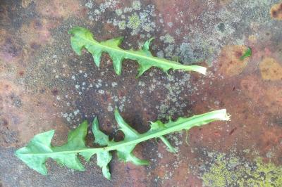 <i>Taraxacum officinale</i>