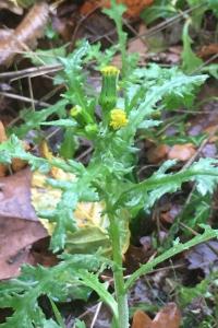 <i>Senecio vulgaris</i>