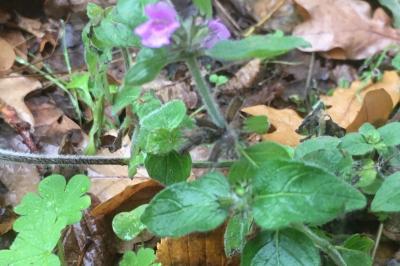 <i>Clinopodium vulgare</i>