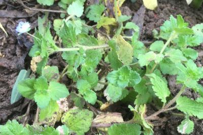 <i>Veronica arvensis</i>