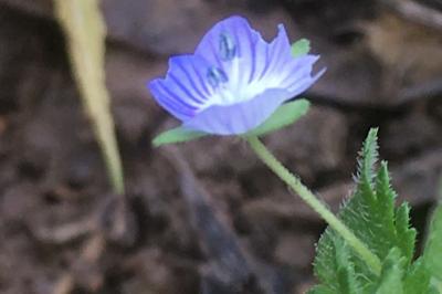 <i>Veronica arvensis</i>