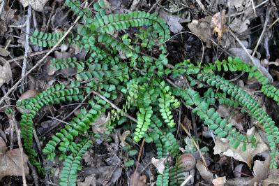 <i>Asplenium trichomanes</i>