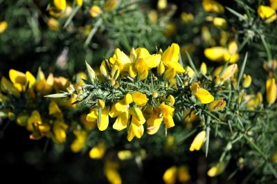 <i>Ulex europaeus</i>