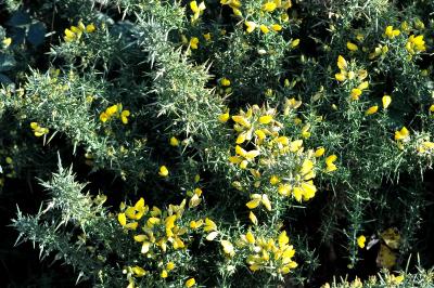 <i>Ulex europaeus</i>