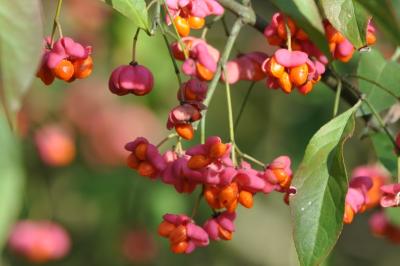 <i>Euonymus europaeus</i>