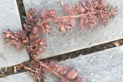 <i>Euphorbia maculata</i>