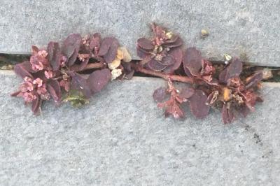 <i>Euphorbia maculata</i>