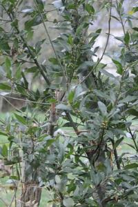 <i>Laurus nobilis</i>