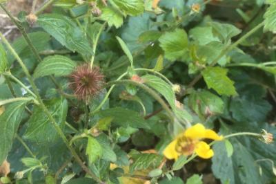 <i>Geum urbanum</i>