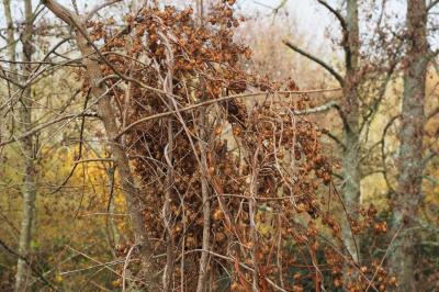 <i>Humulus lupulus</i>