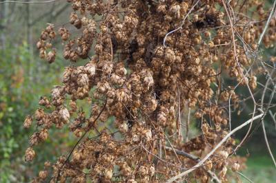 <i>Humulus lupulus</i>
