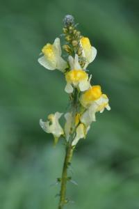 <i>Linaria vulgaris</i>