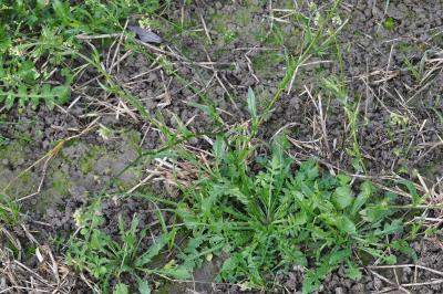 <i>Capsella bursa-pastoris</i>
