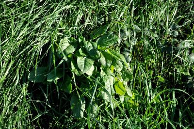 <i>Rumex acetosa</i>
