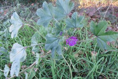 <i>Malva sylvestris</i>