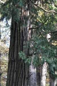 <i>Calocedrus</i>