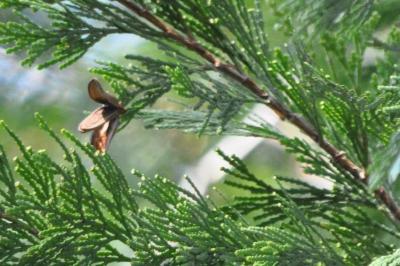 <i>Calocedrus</i>