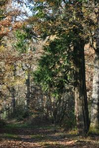 <i>Calocedrus</i>