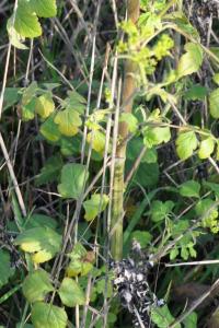 <i>Pastinaca sativa</i>