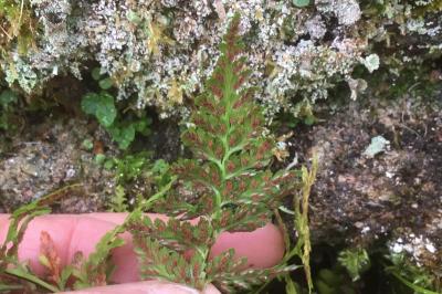 <i>Asplenium adiantum-nigrum</i>