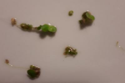 <i>Lemna minuta</i>