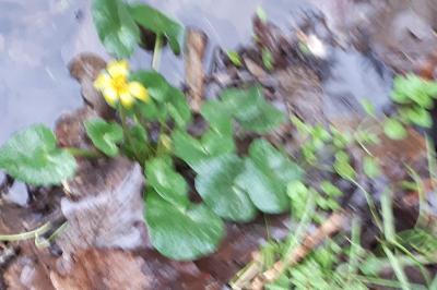 <i>Ficaria verna</i>