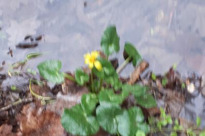 <i>Ficaria verna</i>