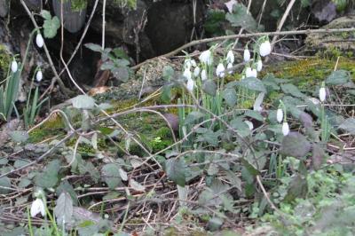 <i>Galanthus nivalis</i>