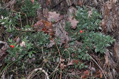 <i>Ruscus aculeatus</i>