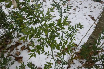 <i>Ruscus aculeatus</i>