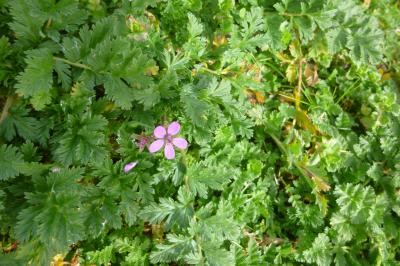 <i>Erodium cicutarium</i>