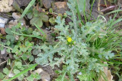 Senecio vulgaris