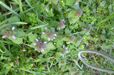 <i>Lamium purpureum</i>