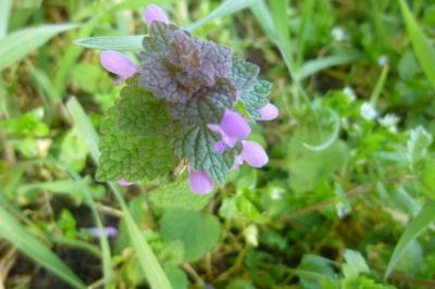 <i>Lamium purpureum</i>