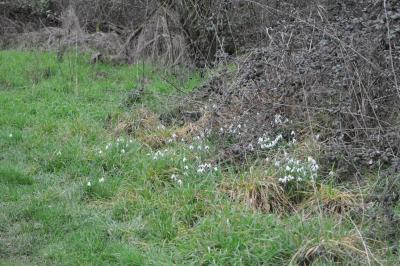 <i>Galanthus nivalis</i>