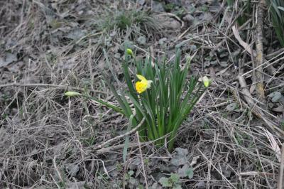 <i>Narcissus pseudonarcissus</i>