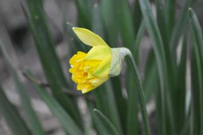 <i>Narcissus pseudonarcissus</i>
