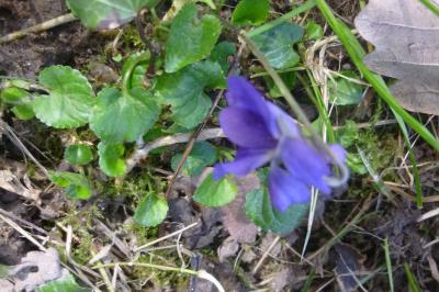 <i>Viola odorata</i>