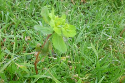 <i>Euphorbia helioscopia</i>