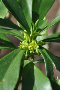 <i>Daphne laureola</i>