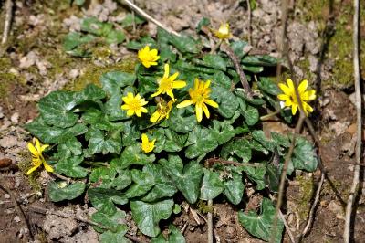 <i>Ficaria verna</i>