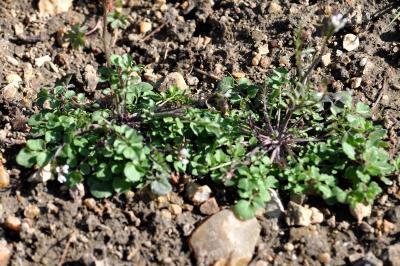 Cardamine hirsuta
