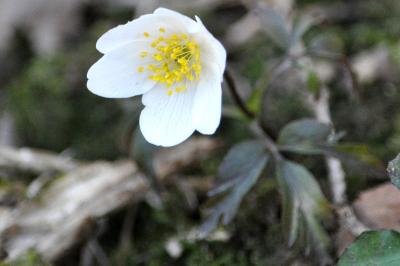<i>Anemone nemorosa</i>