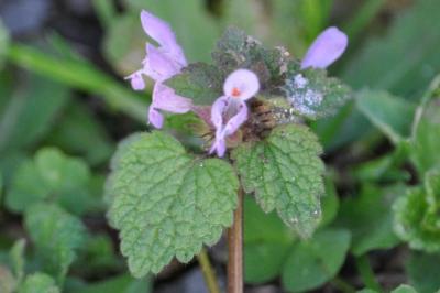 <i>Lamium purpureum</i>